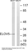 ELOVL Fatty Acid Elongase 5 (ELOVL5) Antibody