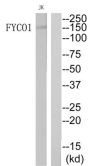 FYVE And Coiled-Coil Domain Containing 1 (FYCO1) Antibody