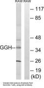 Gamma-Glutamyl Hydrolase (GGH) Antibody