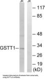 GSTT1 / 4 Antibody