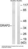 GRB2 Related Adaptor Protein 2 (GRAP2) Antibody