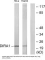 GTP-Binding Protein Di-Ras1 (DIRA1) Antibody