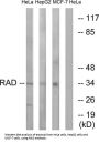 GTP-Binding Protein RAD (RAD) Antibody