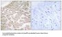 GTP-Binding Protein RAD (RAD) Antibody