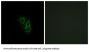 GTP-Binding Protein RAD (RAD) Antibody