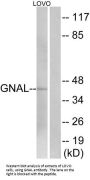Guanine Nucleotide-Binding Protein G(olf) Subunit Alpha (GNAL) Antibody