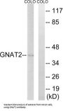 Guanine Nucleotide-Binding Protein G(t) Subunit Alpha-2 (GNAT2) Antibody