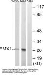Empty Spiracles Homeobox 1 (EMX1) Antibody