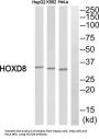 Homeobox Protein Hox-D8 (HOXD8) Antibody