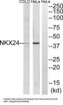 Homeobox Protein Nkx-2.4 (NKX24) Antibody