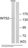 Integrator Complex Subunit 2 (INTS2) Antibody