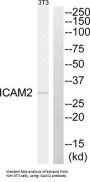 Intercellular Adhesion Molecule 2 / CD102 (ICAM2) Antibody