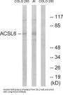 Long-Chain-Fatty-Acid-CoA Ligase 6 (ACSL6) Antibody