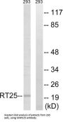 Mitochondrial Ribosomal Protein S25 (MRPS25) Antibody