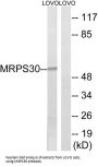 Mitochondrial Ribosomal Protein S30 (MRPS30) Antibody