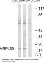 Mitochondrial Ribosomal Protein L50 (MRPL50) Antibody
