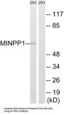 Multiple Inositol Polyphosphate Phosphatase 1 (MINPP1) Antibody