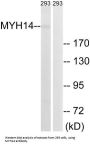 Myosin 14 (MYH14) Antibody