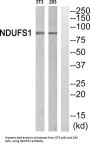 NADH Ubiquinone Oxidoreductase Core Subunit S1 (NDUFS1) Antibody