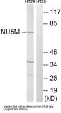 NADH-Ubiquinone Oxidoreductase Chain 5 (MT-ND5) Antibody