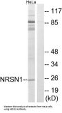 Neurensin 1 (NRSN1) Antibody