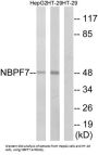 NBPF Member 7 (NBPF7) Antibody