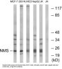 Neuromedin-S (NMS) Antibody