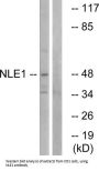 Notchless Homolog 1 (NLE1) Antibody