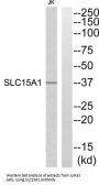 Solute Carrier Family 15 Member 1 (SLC15A1) Antibody