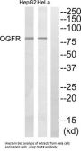 Opioid Growth Factor Receptor (OGFR) Antibody