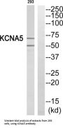 Potassium Voltage-Gated Channel Subfamily A Member 5 (KCNA5) Antibody
