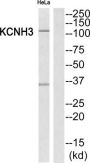 Potassium Voltage-Gated Channel Subfamily H Member 3 (KCNH3) Antibody