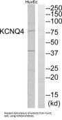 Potassium Voltage-Gated Channel Subfamily Q Member 4 (KCNQ4) Antibody
