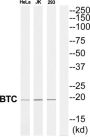 Probetacellulin (BTC) Antibody