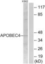 Apolipoprotein B mRNA Editing Enzyme Catalytic Polypeptide Like 4 (APOBEC4) Antibody