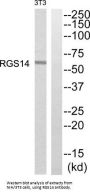 Regulator of G Protein Signaling 14 (RGS14) Antibody