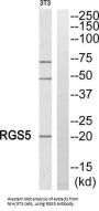 Regulator Of G Protein Signaling 5 (RGS5) Antibody