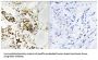 Regulator Of G Protein Signaling 5 (RGS5) Antibody