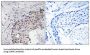 Scavenger Receptor Class F Member 2 (SCARF2) Antibody