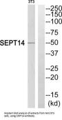 Septin 14 (SEPTIN14) Antibody