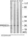 Protease, Serine 33 (PRSS33) Antibody