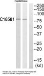 NIMA Related Kinase 5 (NEK5) Antibody