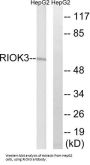 Serine/threonine-Protein Kinase RIO3 (RIOK3) Antibody