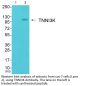 Serine/Threonine-Protein Kinase TNNI3K (TNNI3K) Antibody