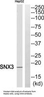 Sorting Nexin 3 (SNX3) Antibody