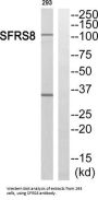 Splicing Factor SWAP Homolog (SFRS8) Antibody