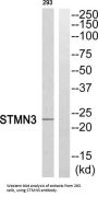 Stathmin 3 (STMN3) Antibody