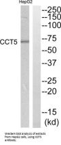 T-Complex Protein 1 Subunit Epsilon (CCT5) Antibody