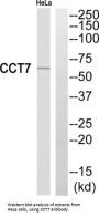 T-Complex Protein 1 Subunit Eta (CCT7) Antibody