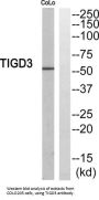 Tigger Transposable Element Derived 3 (TIGD3) Antibody